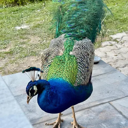 Peacock Holiday home *