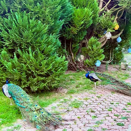 Peacock *