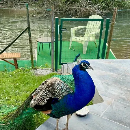Peacock